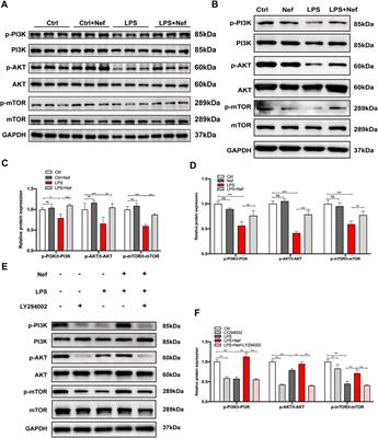 Corrigendum: Neferine Ameliorates Sepsis-Induced Myocardial Dysfunction Through Anti-Apoptotic and Antioxidative Effects by Regulating the PI3K/AKT/mTOR Signaling Pathway